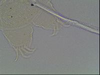 Echiniscus knowltoni image