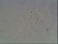 Echiniscus knowltoni image