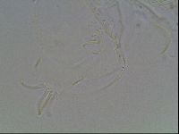 Echiniscus knowltoni image
