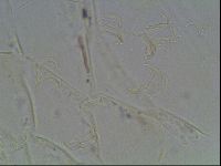 Echiniscus knowltoni image