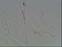 Echiniscus knowltoni image