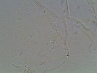 Echiniscus knowltoni image