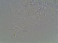 Echiniscus knowltoni image