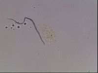 Echiniscus knowltoni image
