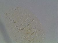 Echiniscus knowltoni image