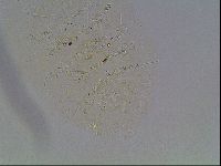 Echiniscus knowltoni image