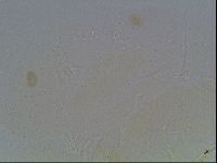 Echiniscus knowltoni image