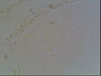 Echiniscus knowltoni image