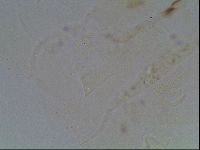 Echiniscus knowltoni image