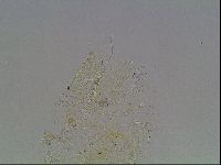 Echiniscus knowltoni image