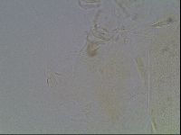Echiniscus knowltoni image