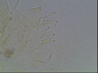 Echiniscus knowltoni image