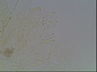 Echiniscus knowltoni image