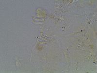 Echiniscus knowltoni image