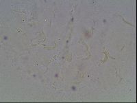 Echiniscus knowltoni image