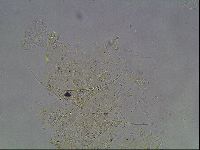 Echiniscus knowltoni image
