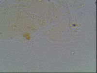 Echiniscus knowltoni image