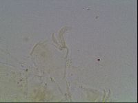 Echiniscus knowltoni image