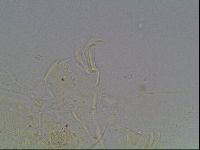 Echiniscus knowltoni image