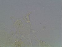 Echiniscus knowltoni image