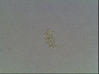 Echiniscus knowltoni image