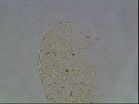 Echiniscus knowltoni image