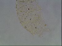 Echiniscus knowltoni image