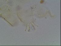 Echiniscus knowltoni image