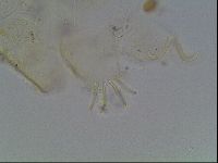 Echiniscus knowltoni image