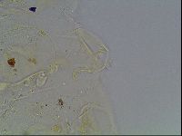 Echiniscus knowltoni image