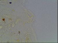 Echiniscus knowltoni image