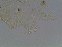 Echiniscus knowltoni image