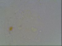 Echiniscus knowltoni image