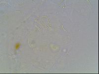 Echiniscus knowltoni image