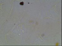 Echiniscus knowltoni image