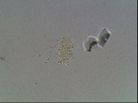 Echiniscus knowltoni image