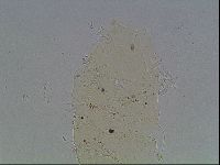Echiniscus knowltoni image