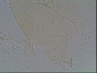 Echiniscus knowltoni image