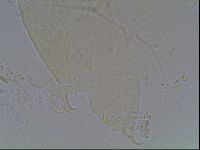 Echiniscus knowltoni image