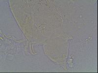 Echiniscus knowltoni image