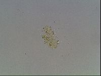 Echiniscus knowltoni image