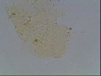 Echiniscus knowltoni image