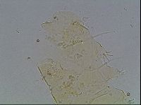 Echiniscus knowltoni image