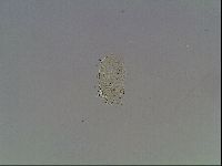 Echiniscus knowltoni image