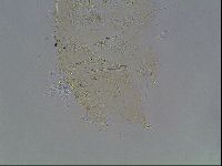 Echiniscus knowltoni image