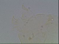 Echiniscus knowltoni image