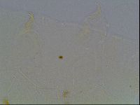 Echiniscus knowltoni image