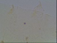 Echiniscus knowltoni image