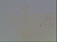 Echiniscus knowltoni image