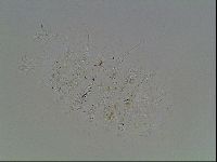Echiniscus knowltoni image